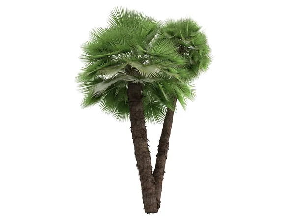 European Fan Palm or Chamaerops humilis — Stock Photo, Image