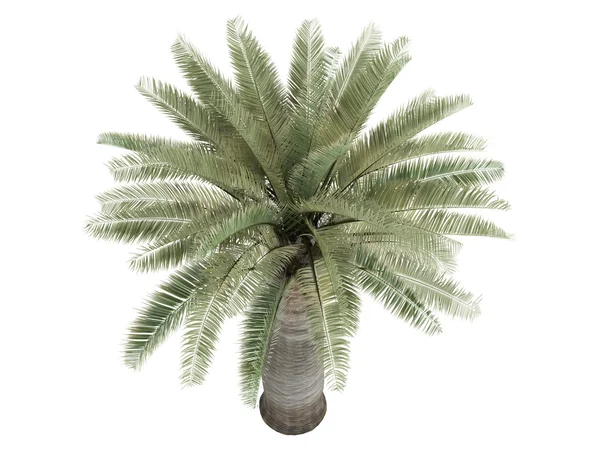 Chilean Wine Palm or Jubaea chilensis — Stock Photo, Image