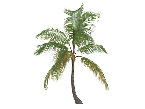 Kokosowe lub cocos nucifera — Zdjęcie stockowe
