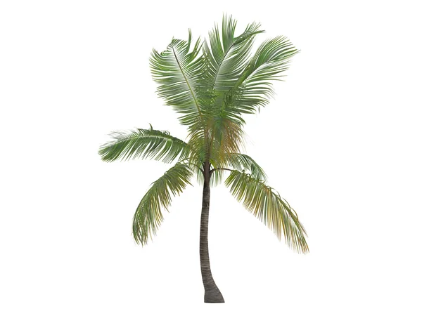 Kokosnuss oder Cocos nucifera — Stockfoto