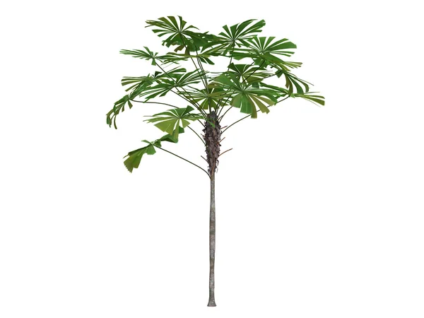 Australian Fan Palm ou Licuala ramsayi — Fotografia de Stock