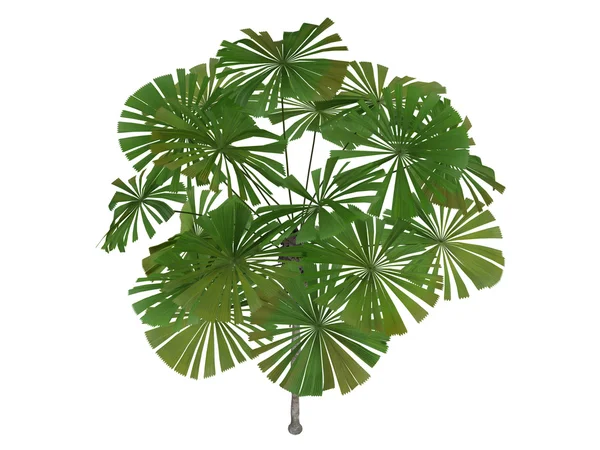 Australische fan palm of licuala ramsayi — Stockfoto