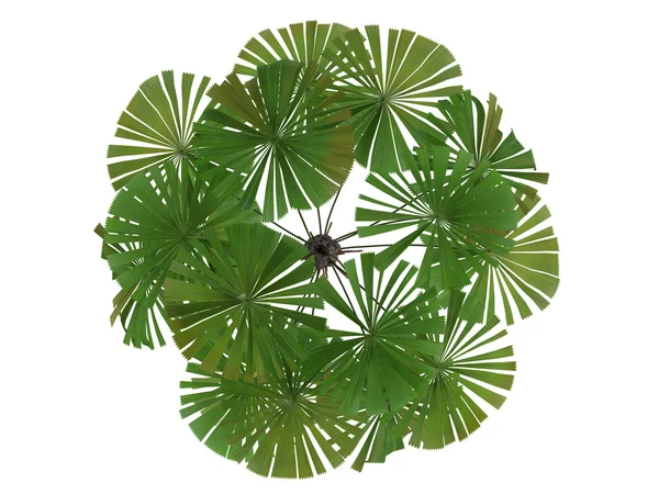 Australijski fan palm lub licuala żółtogłowy — Zdjęcie stockowe
