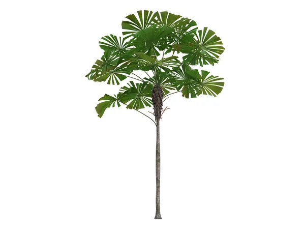 Австралийская пальмовая ветвь или Licuala ramsayi — стоковое фото