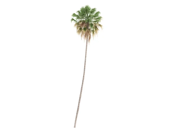 Taraw Palm або Livistona Saribus — стокове фото