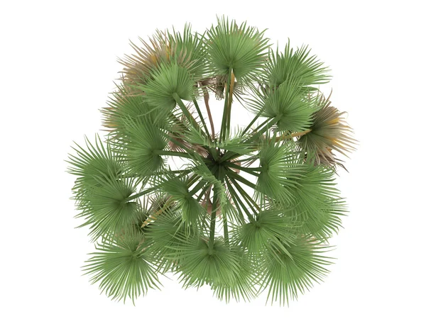 Taraw palm of livistona saribus — Stockfoto
