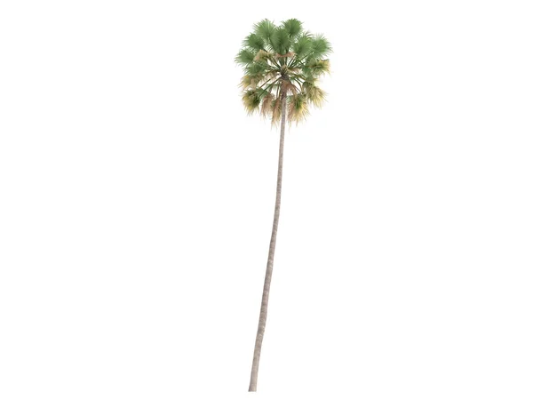 Taraw palm eller livistona saribus — Stockfoto