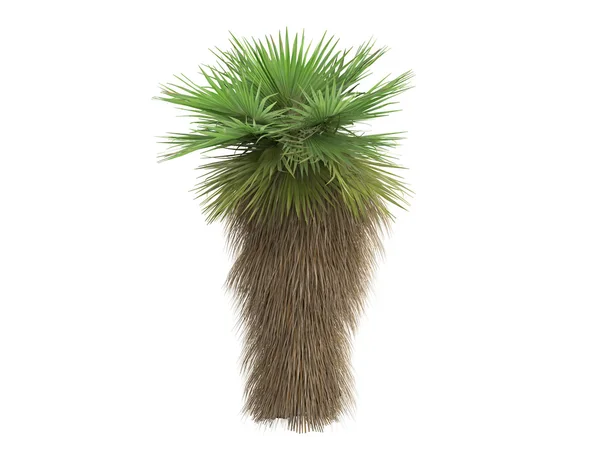Çöl fan palmiye veya washingtonia filifera — Stok fotoğraf