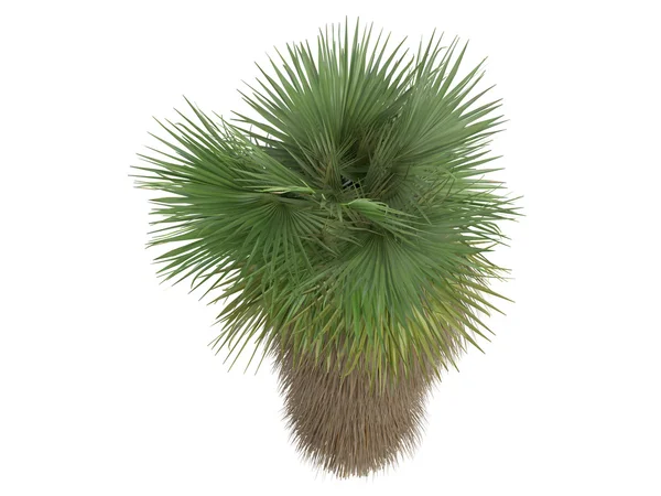 Опустевшие пальмы или Washingtonia filifera — стоковое фото