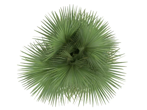 부채꼴 야자수 또는 washingtonia filifera 사막 — 스톡 사진