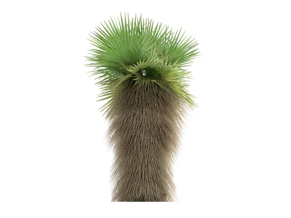 Fan Palm Deserto ou Washingtonia filifera — Fotografia de Stock