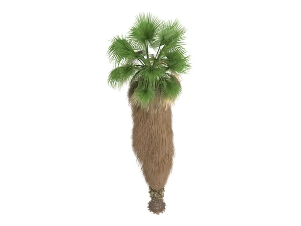 Pouštní fan palm nebo washingtonia filifera — Stock fotografie