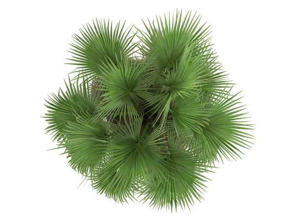 Şişe palm veya hyophorbe lagenicaulis — Stockfoto