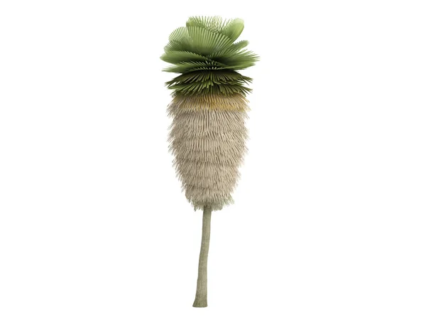Petticoat Palm or Copernicia macroglossa — Φωτογραφία Αρχείου