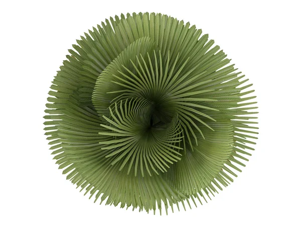 Palma Petticoat o Copernicia macroglossa — Foto Stock
