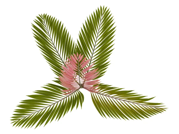 Hoja roja Palma o Chambeyronia macrocarpa —  Fotos de Stock