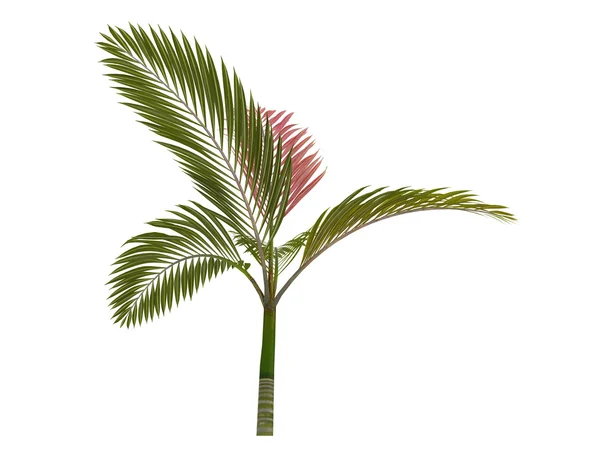 Czerwony liść palmowy lub chambeyronia macrocarpa — Zdjęcie stockowe
