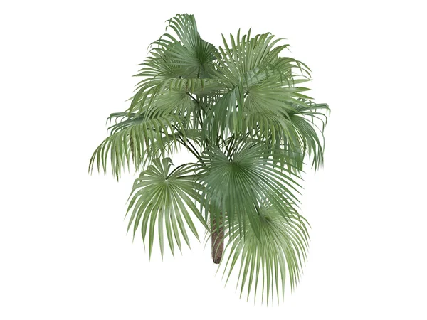 Zombi palm veya zombia antillarum — Stok fotoğraf