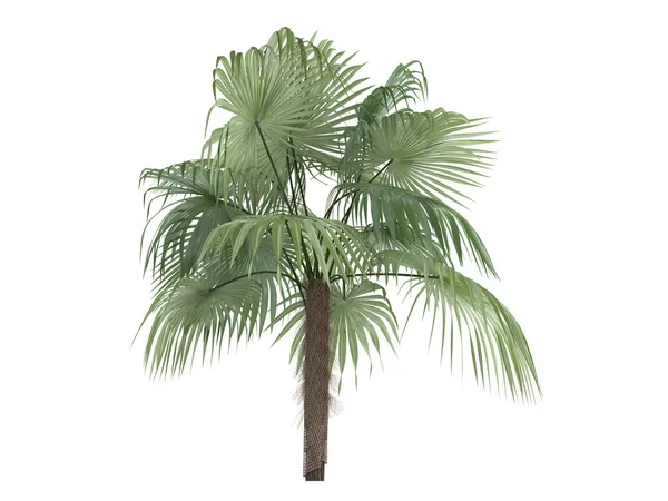 Zombie Palm or Zombia antillarum — Stock Photo, Image