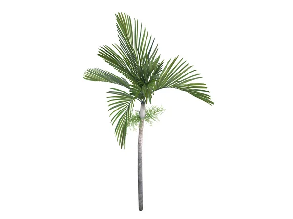 Joannis palm eller veitchia joannis — Stockfoto