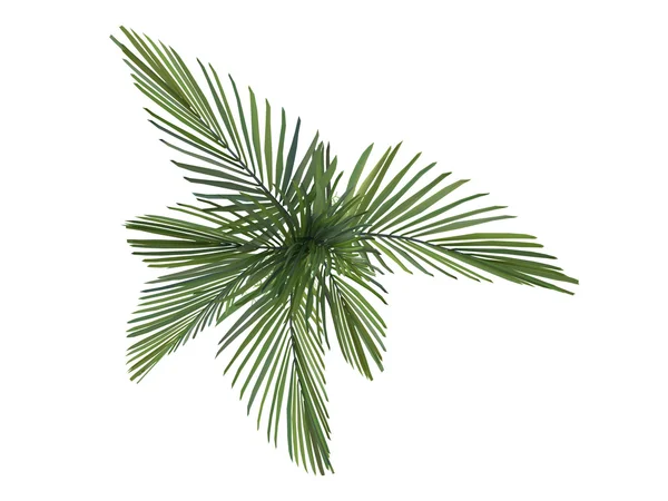 Joannis palm of veitchia joannis — Stockfoto