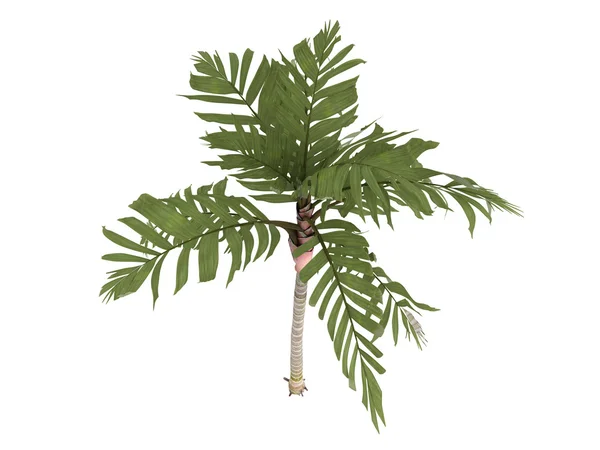 Orange Collar Palm or Areca vestiaria — Stock Photo, Image