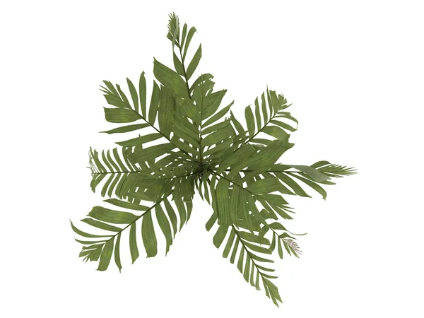 Turuncu yaka palm veya areca vestiaria — Stok fotoğraf