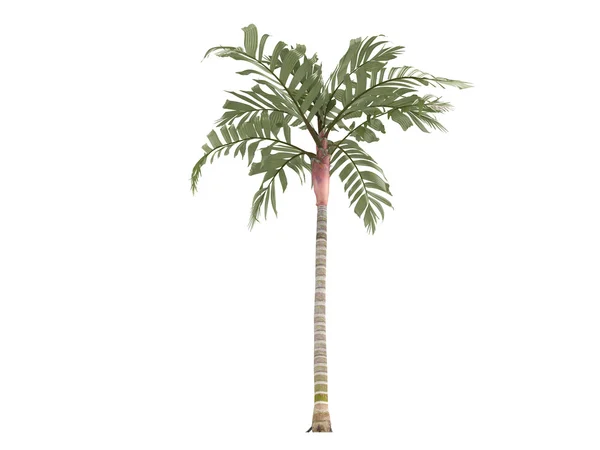 Orange Collar Palm or Areca vestiaria — Stock Photo, Image