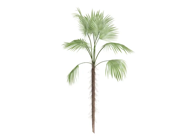 Zombie palm eller zombia antillarum — Stockfoto