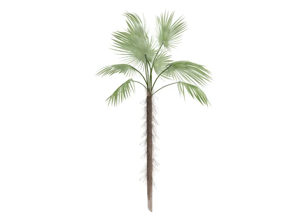 Zombie Palm or Zombia antillarum — Stock Photo, Image