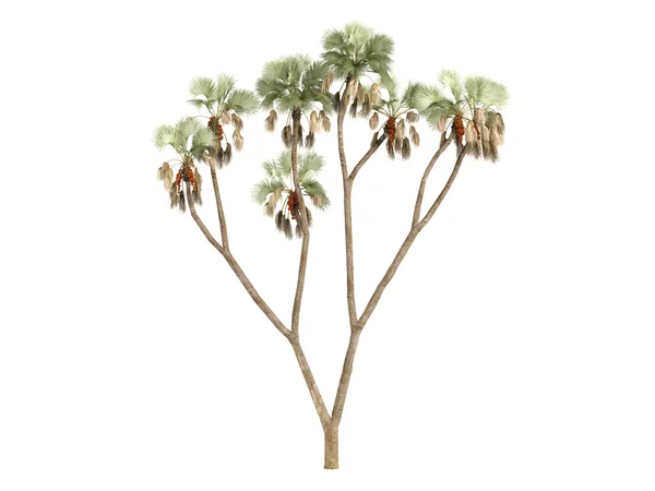 Пряникове дерево або гіффенова ібаїка — стокове фото