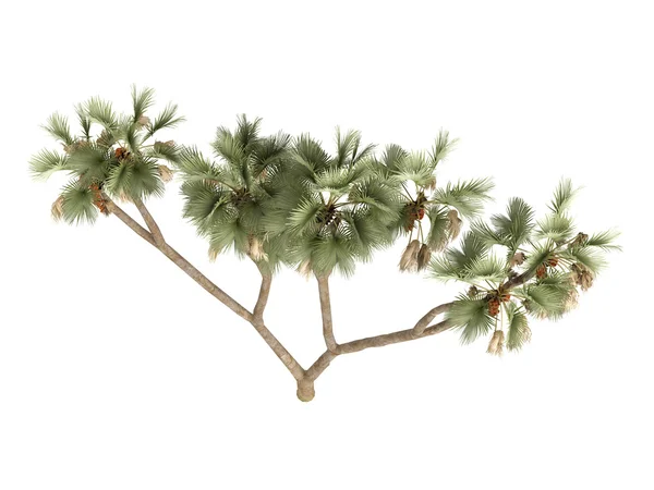 Lebkuchenbaum oder Hyphaene thebaica — Stockfoto