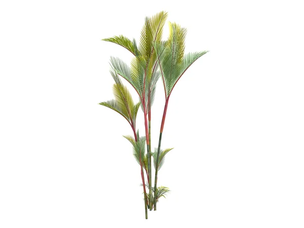 Läppstift palm eller cyrtostachys renda — Stockfoto