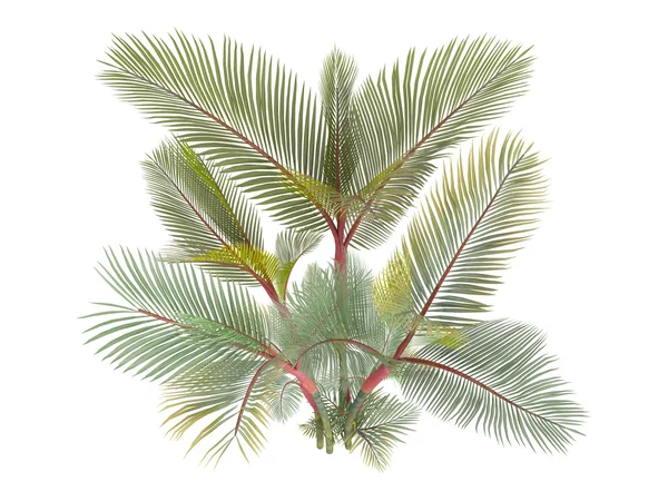 Lippenstift palm of cyrtostachys renda — Stockfoto