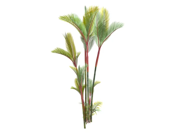 Läppstift palm eller cyrtostachys renda — Stockfoto