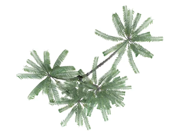 Nibung Palm або Oncosperma tigillarium — стокове фото