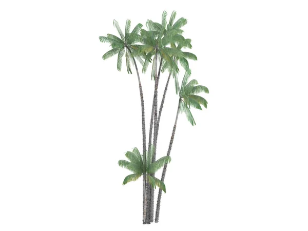 Nibung palm of oncosperma tigillarium — Stockfoto