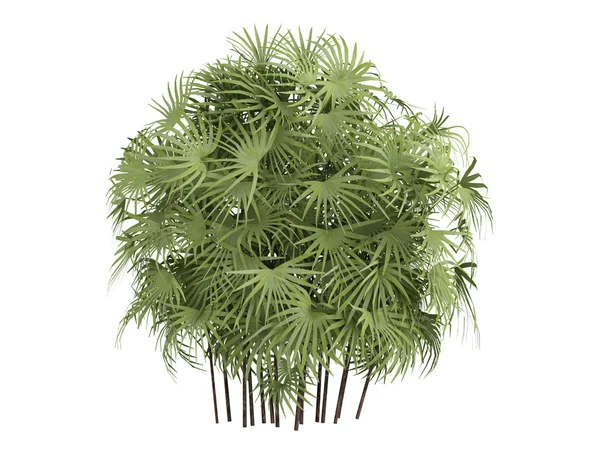Lady palm eller rhapis excelsa — Stockfoto