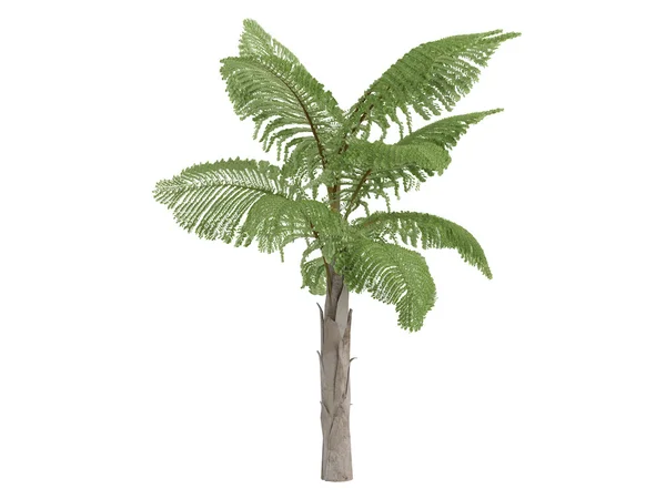 Karkonosze góry fishtail palm lub Kariota gigas — Zdjęcie stockowe