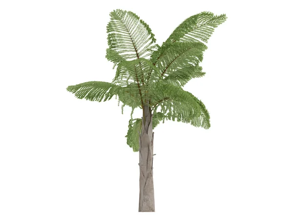 Obří hora fishtail palm nebo caryota gigas — Stock fotografie