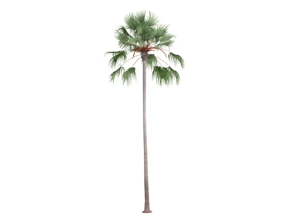 Livistona palm of livistona merrillii — Stockfoto