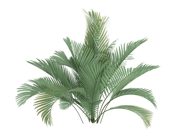 Katt palm eller chamaedorea cataractum — Stockfoto
