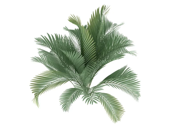 Kedi palm veya chamaedorea cataractum — Stok fotoğraf