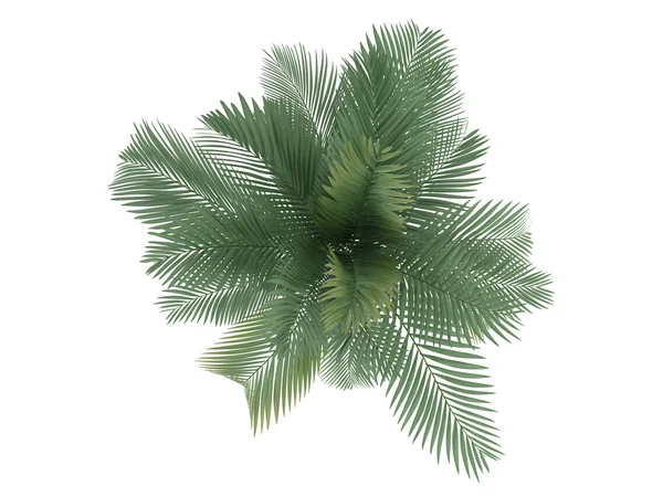Cat Palm or Chamaedorea cataractum — Stock Photo, Image