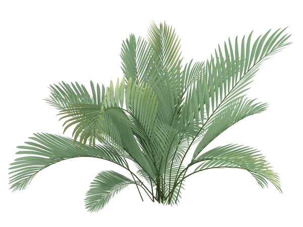 Kočka palm nebo chamaedorea cataractum — Stock fotografie