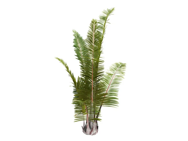 Rafia Palm or Raphia farinifera — Stock Photo, Image