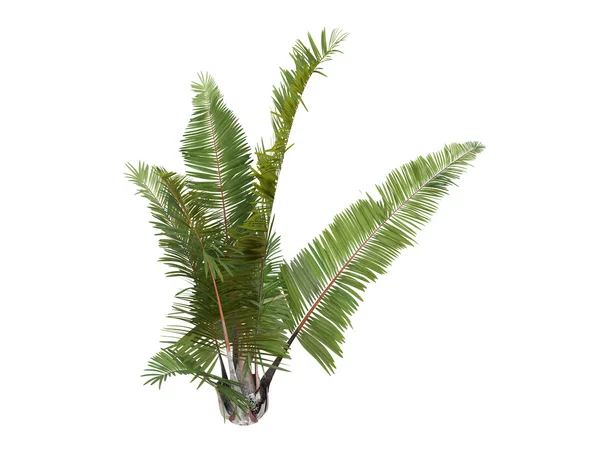 stock image Rafia Palm or Raphia farinifera