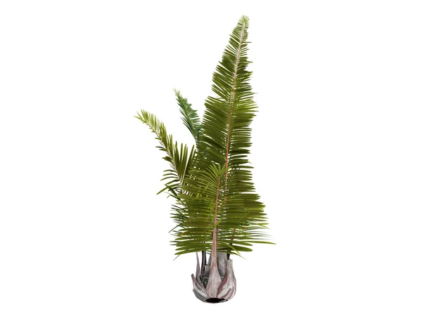 Rafia Palm or Raphia farinifera — Stock Photo, Image