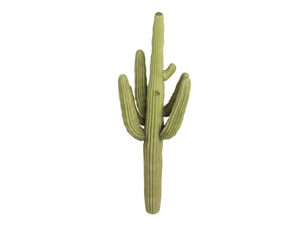 Saguaro или Carnegiea gigantea Лицензионные Стоковые Изображения