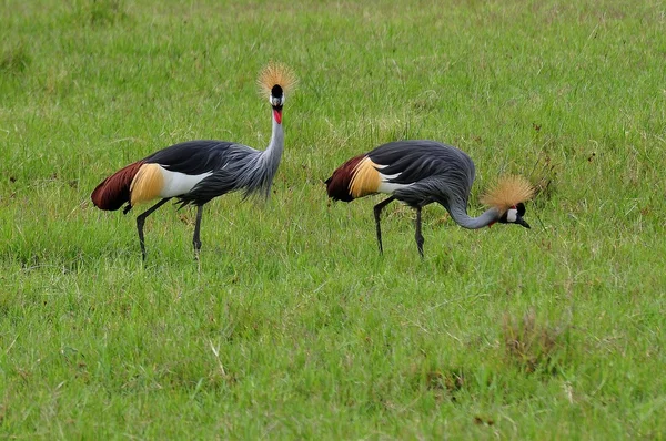 stock image Two crowned cranes in the Ngorongoro